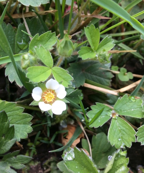 Pflanzenbild gross Erdbeer-Fingerkraut - Potentilla sterilis