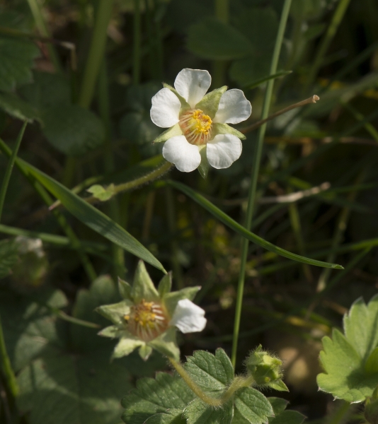 Pflanzenbild gross Erdbeer-Fingerkraut - Potentilla sterilis
