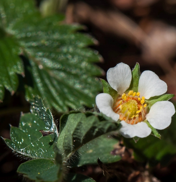 Pflanzenbild gross Erdbeer-Fingerkraut - Potentilla sterilis
