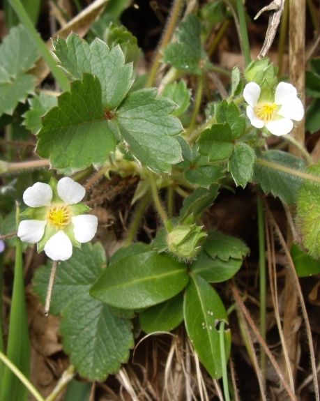 Pflanzenbild gross Erdbeer-Fingerkraut - Potentilla sterilis