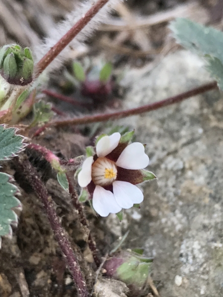 Pflanzenbild gross Kleinblütiges Fingerkraut - Potentilla micrantha