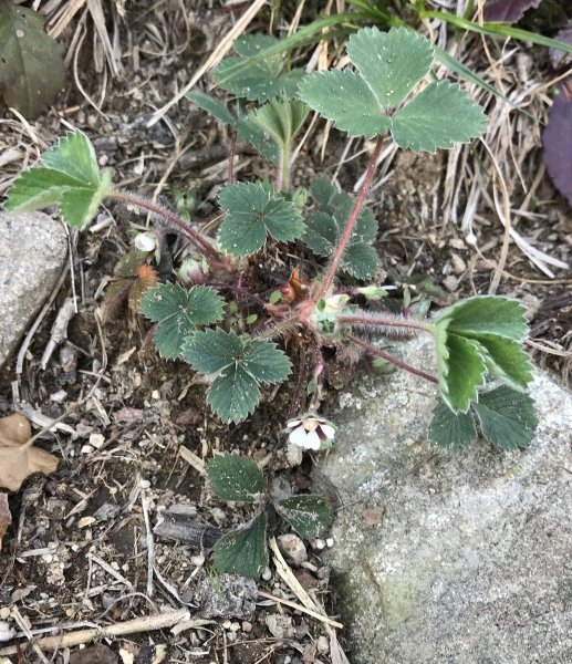 Pflanzenbild gross Kleinblütiges Fingerkraut - Potentilla micrantha