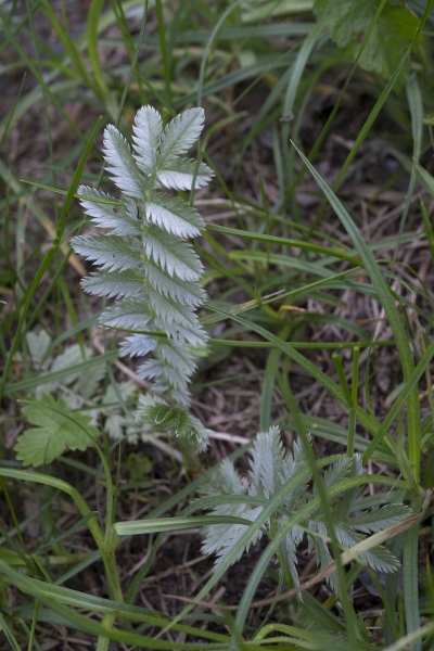 Pflanzenbild gross Gänse-Fingerkraut - Potentilla anserina