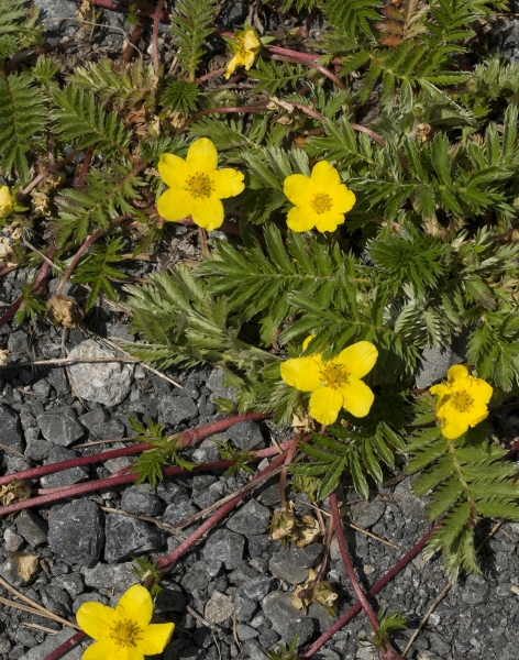 Pflanzenbild gross Gänse-Fingerkraut - Potentilla anserina