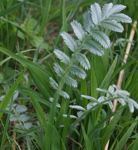 Pflanzenbild gross Gänse-Fingerkraut - Potentilla anserina