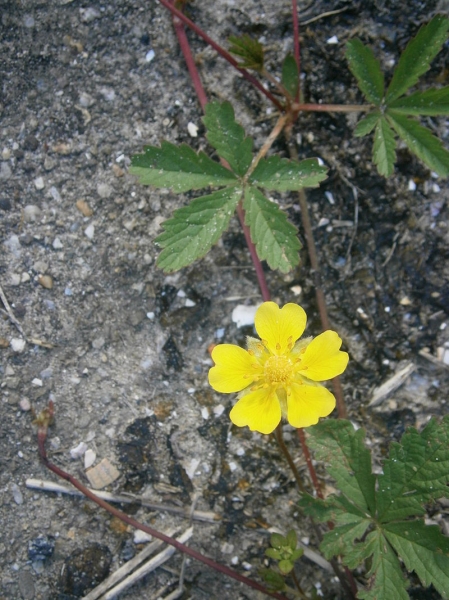 Pflanzenbild gross Kriechendes Fingerkraut - Potentilla reptans