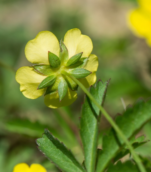 Pflanzenbild gross Kriechendes Fingerkraut - Potentilla reptans