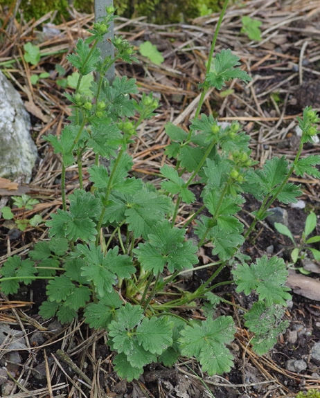 Pflanzenbild gross Grossblütiges Fingerkraut - Potentilla grandiflora