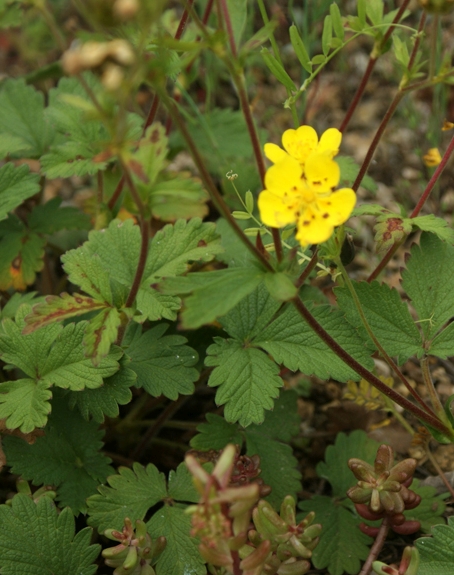 Pflanzenbild gross Grossblütiges Fingerkraut - Potentilla grandiflora