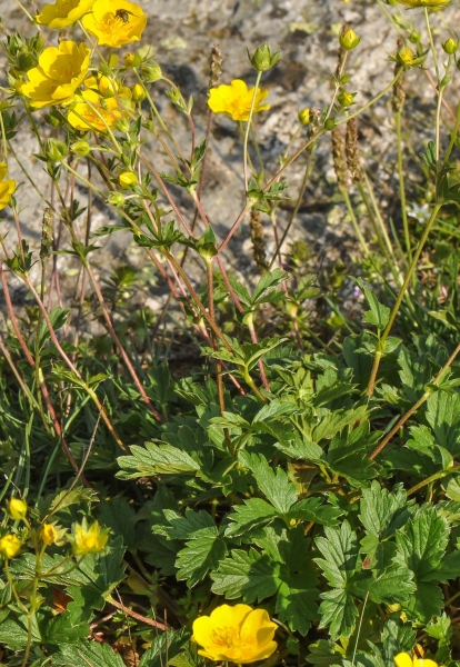 Pflanzenbild gross Grossblütiges Fingerkraut - Potentilla grandiflora