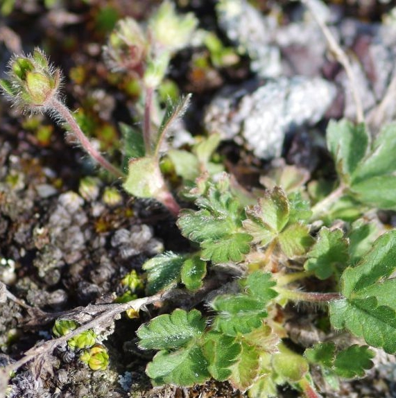 Pflanzenbild gross Gletscher-Fingerkraut - Potentilla frigida