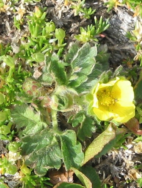 Pflanzenbild gross Gletscher-Fingerkraut - Potentilla frigida
