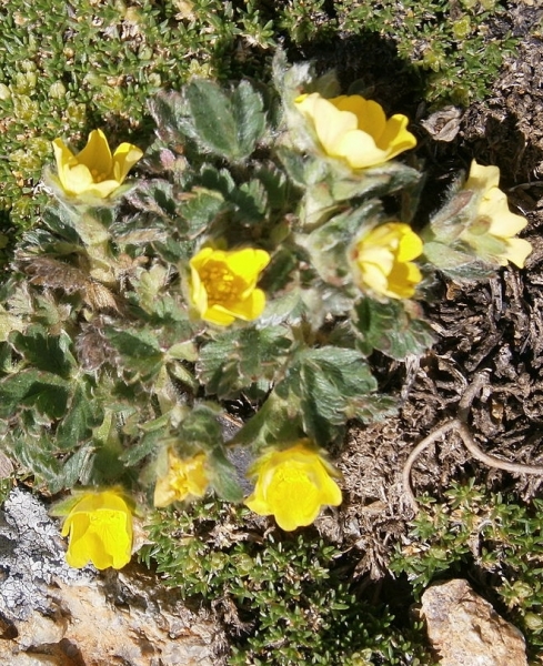 Pflanzenbild gross Gletscher-Fingerkraut - Potentilla frigida