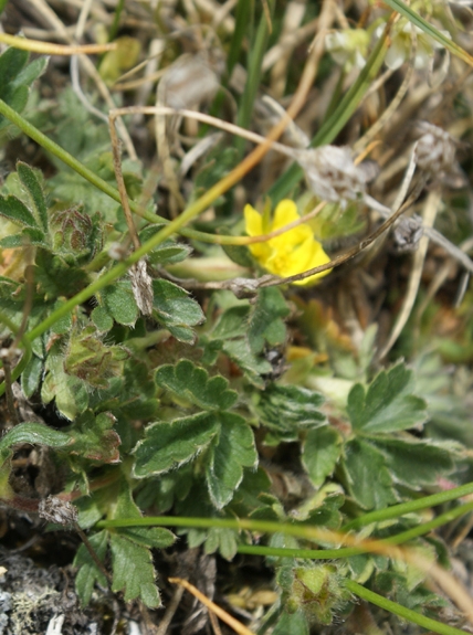 Pflanzenbild gross Gletscher-Fingerkraut - Potentilla frigida