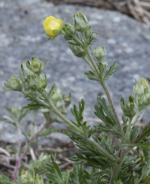 Pflanzenbild gross Silber-Fingerkraut - Potentilla argentea