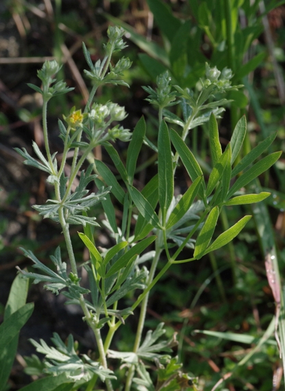 Pflanzenbild gross Silber-Fingerkraut - Potentilla argentea