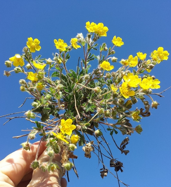 Pflanzenbild gross Siebenblättriges Fingerkraut - Potentilla heptaphylla
