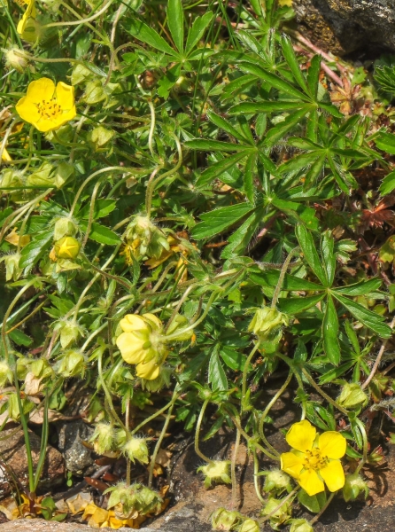 Pflanzenbild gross Siebenblättriges Fingerkraut - Potentilla heptaphylla