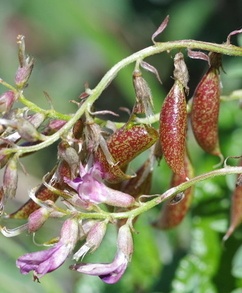 Pflanzenbild gross Südlicher Tragant - Astragalus australis