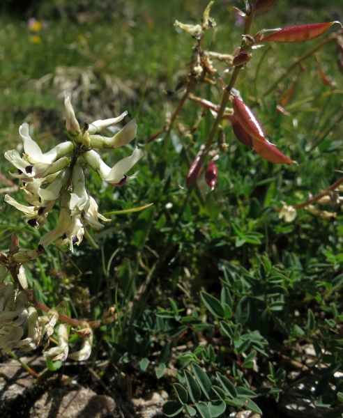 Pflanzenbild gross Südlicher Tragant - Astragalus australis
