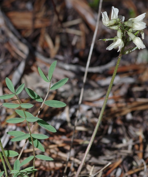 Pflanzenbild gross Südlicher Tragant - Astragalus australis