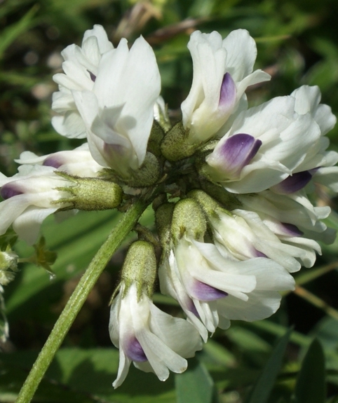 Pflanzenbild gross Südlicher Tragant - Astragalus australis
