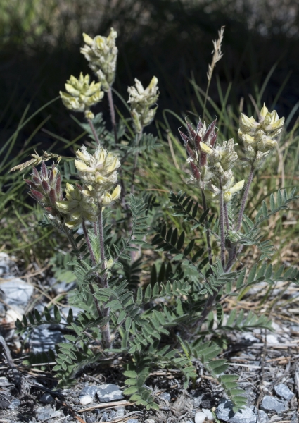 Pflanzenbild gross Zottiger Spitzkiel - Oxytropis pilosa