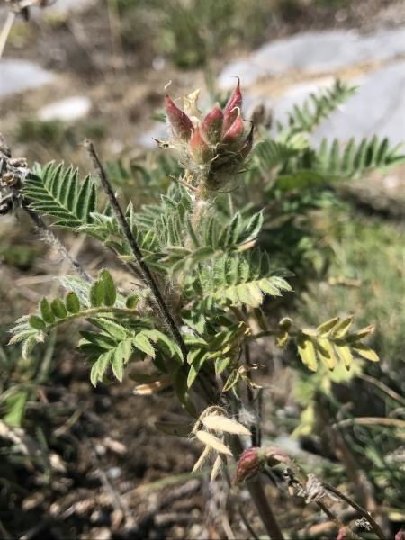 Pflanzenbild gross Zottiger Spitzkiel - Oxytropis pilosa