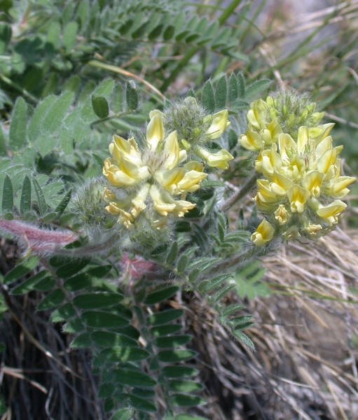Pflanzenbild gross Zottiger Spitzkiel - Oxytropis pilosa