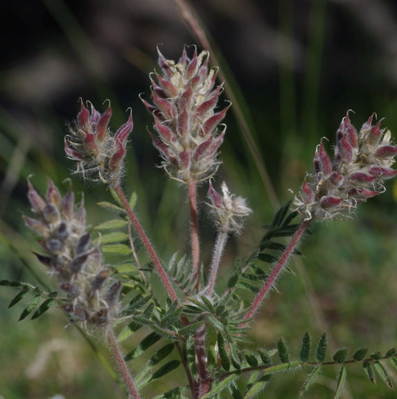 Pflanzenbild gross Zottiger Spitzkiel - Oxytropis pilosa
