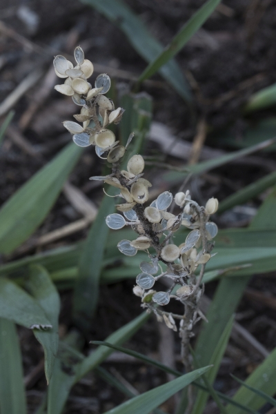 Pflanzenbild gross Kelch-Steinkraut - Alyssum alyssoides