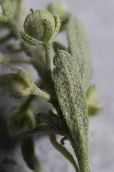 Pflanzenbild gross Kelch-Steinkraut - Alyssum alyssoides