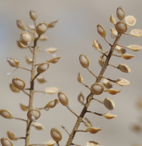Pflanzenbild gross Kelch-Steinkraut - Alyssum alyssoides