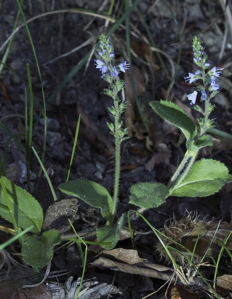 Pflanzenbild gross Echter Ehrenpreis - Veronica officinalis