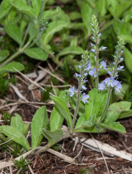 Pflanzenbild gross Echter Ehrenpreis - Veronica officinalis