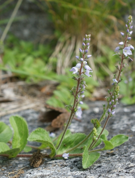Pflanzenbild gross Echter Ehrenpreis - Veronica officinalis
