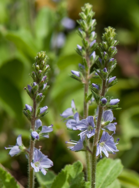 Pflanzenbild gross Echter Ehrenpreis - Veronica officinalis