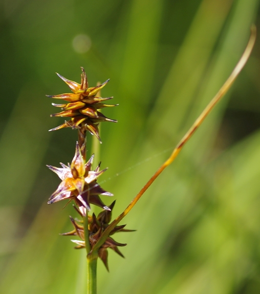 Pflanzenbild gross Igelfrüchtige Segge - Carex echinata