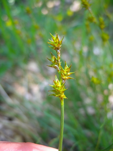 Pflanzenbild gross Igelfrüchtige Segge - Carex echinata