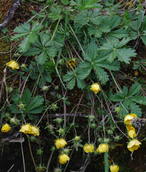 Pflanzenbild gross Crantz' Fingerkraut - Potentilla crantzii