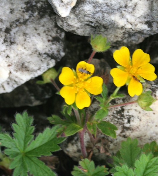 Pflanzenbild gross Crantz' Fingerkraut - Potentilla crantzii