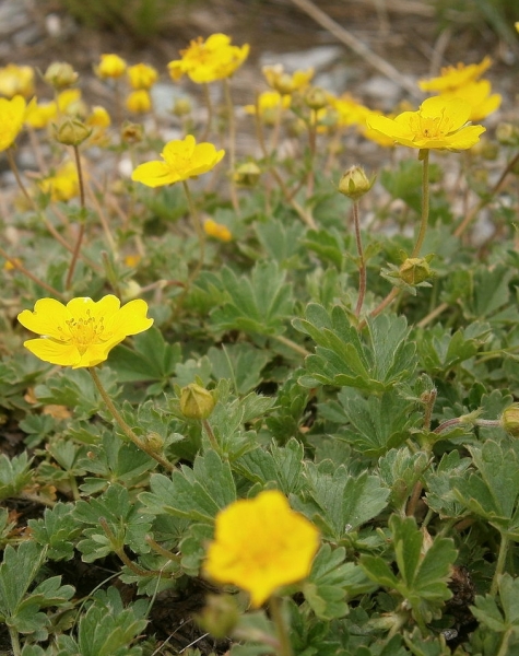 Pflanzenbild gross Crantz' Fingerkraut - Potentilla crantzii