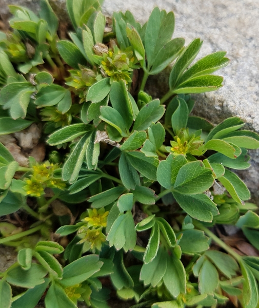 Pflanzenbild gross Alpen-Gelbling - Sibbaldia procumbens