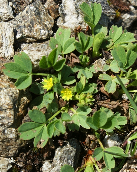 Pflanzenbild gross Alpen-Gelbling - Sibbaldia procumbens
