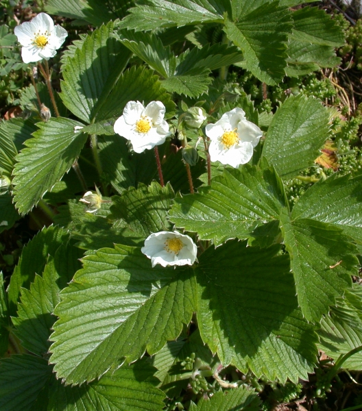 Pflanzenbild gross Wald-Erdbeere - Fragaria vesca