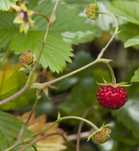 Pflanzenbild gross Wald-Erdbeere - Fragaria vesca