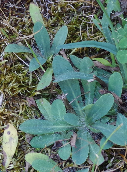 Pflanzenbild gross Florentiner Habichtskraut - Hieracium piloselloides