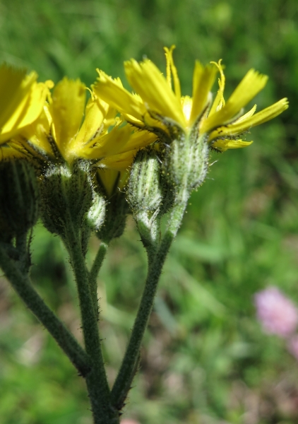 Pflanzenbild gross Florentiner Habichtskraut - Hieracium piloselloides