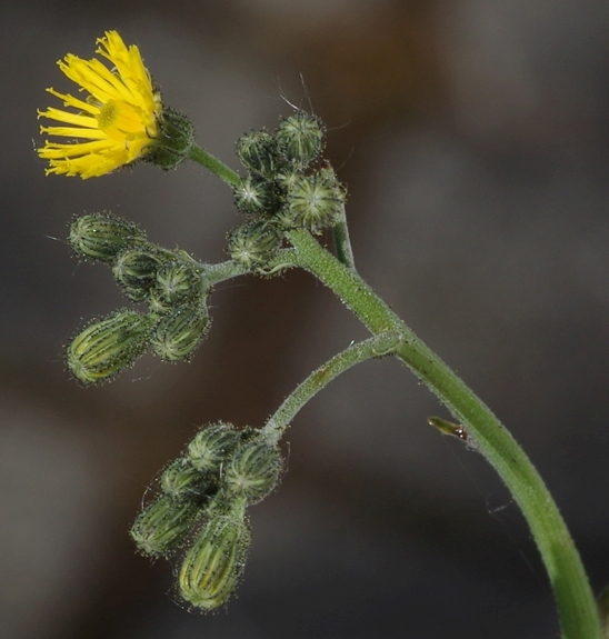 Pflanzenbild gross Florentiner Habichtskraut - Hieracium piloselloides