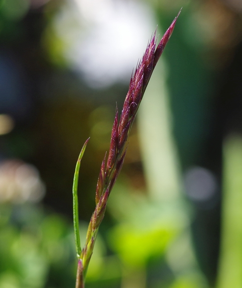 Pflanzenbild gross Violetter Schwingel - Festuca violacea aggr.